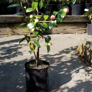 Planter Bags (PBS)/Sprayguards 120X120X230-80 BLACK PB5 - Flexoplas